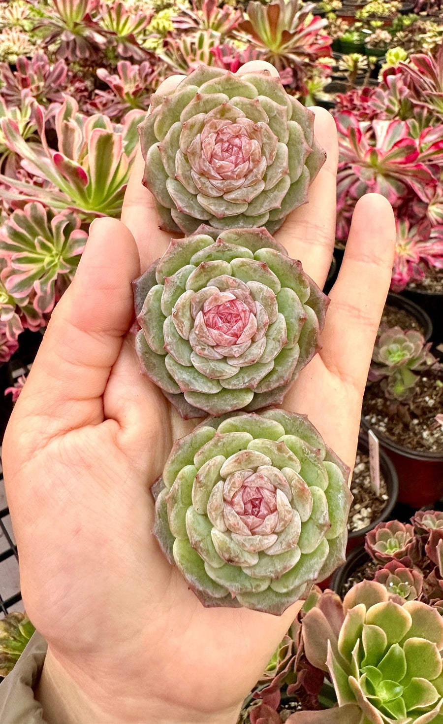 Rare Succulents - Echeveria Pink Lipstick (1.5”-2”)