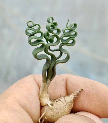 Trachyandra Tortilis (Budding Bulb 0.3”-0.4”), Rare Succulent, Live Caudex Plant, Curvy Leaves