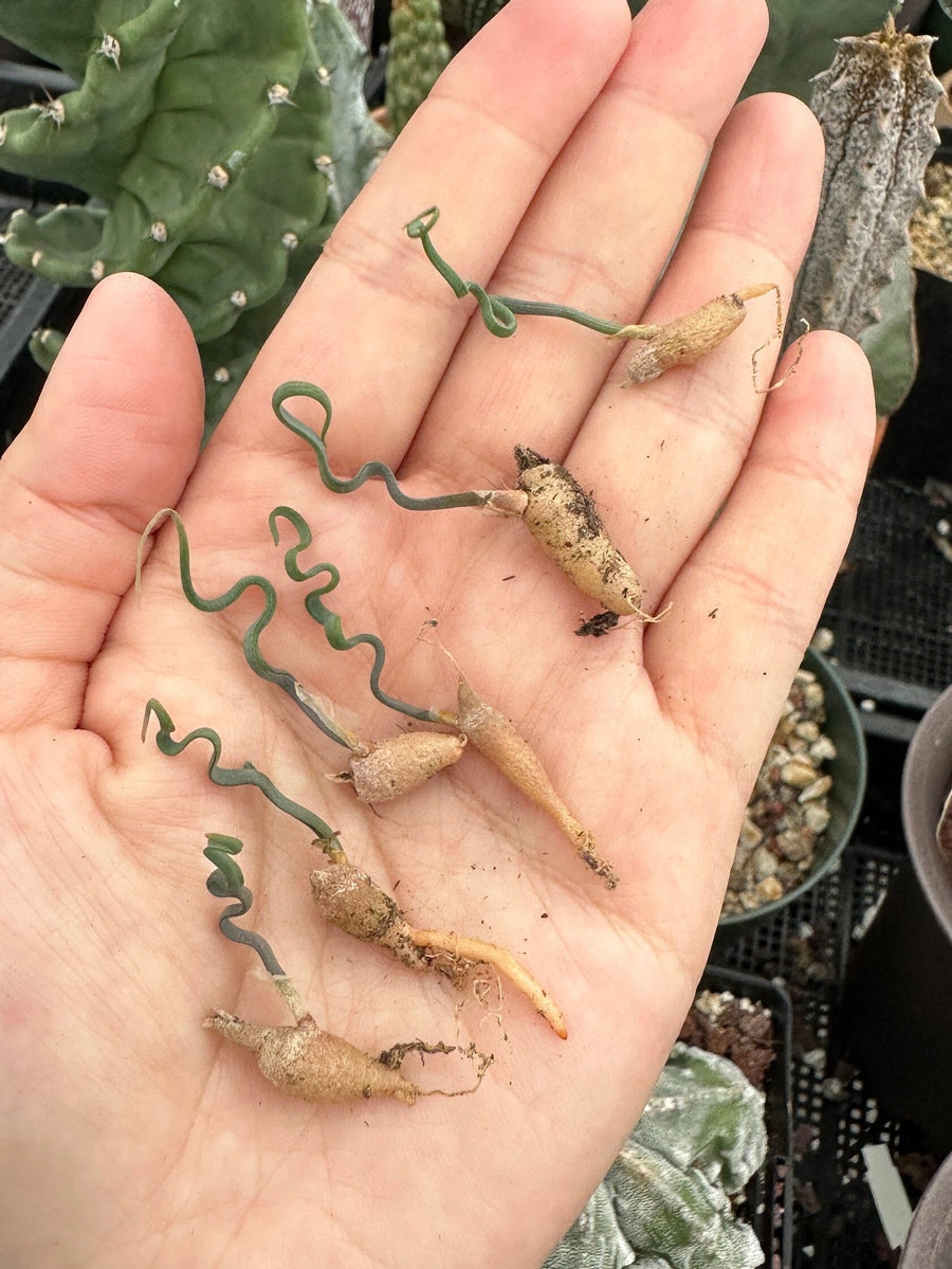 Trachyandra Tortilis (Budding Bulb 0.3”-0.4”), Rare Succulent, Live Caudex Plant, Curvy Leaves