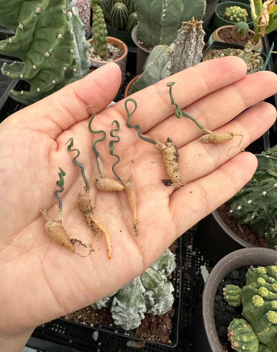 Trachyandra Tortilis (Budding Bulb 0.3”-0.4”), Rare Succulent, Live Caudex Plant, Curvy Leaves