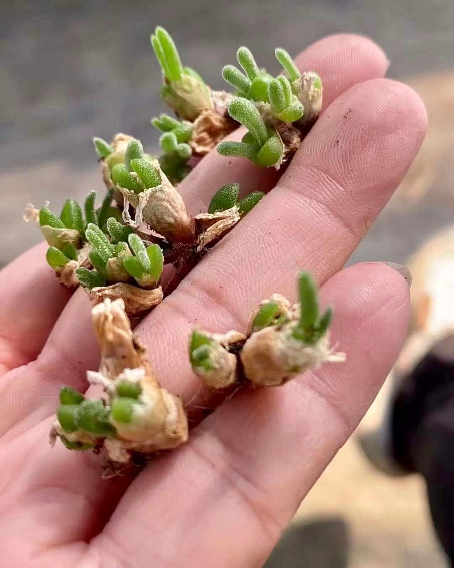 Monilaria Obconica (Budding Bulb), Rare Succulents, Live Plant, Bunny Fuzzy Green