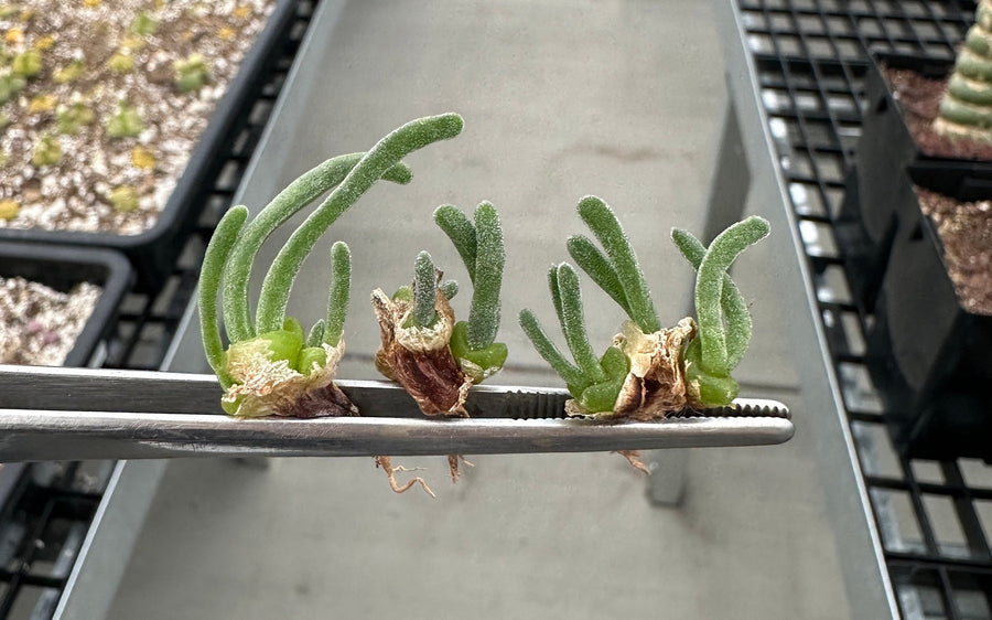 Monilaria Obconica (Budding Bulb), Rare Succulents, Live Plant, Bunny Fuzzy Green