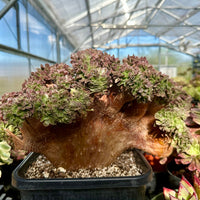 Rare Succulents - Aeonium Zwartkin Crested (1)