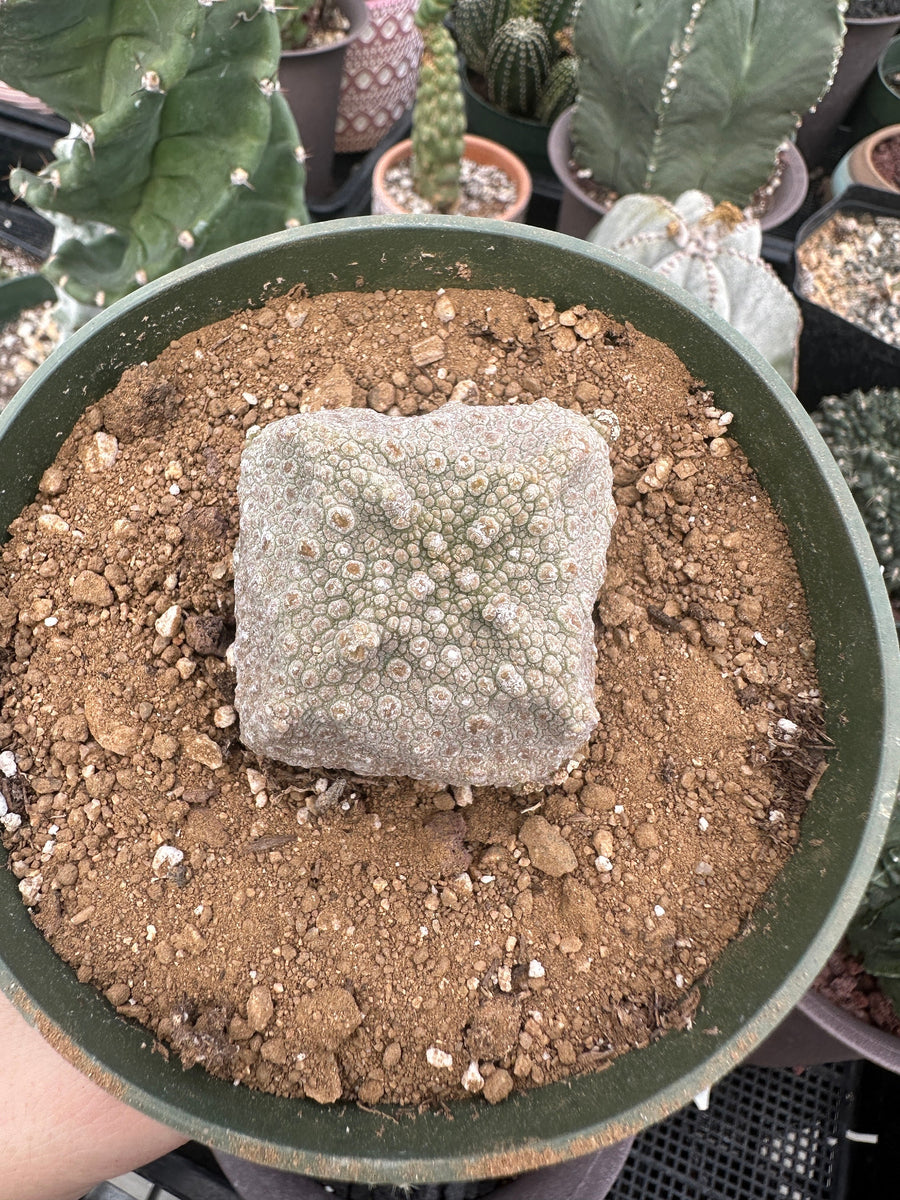 Rare Succulents - Pseudolithos Migiurtinus (1)