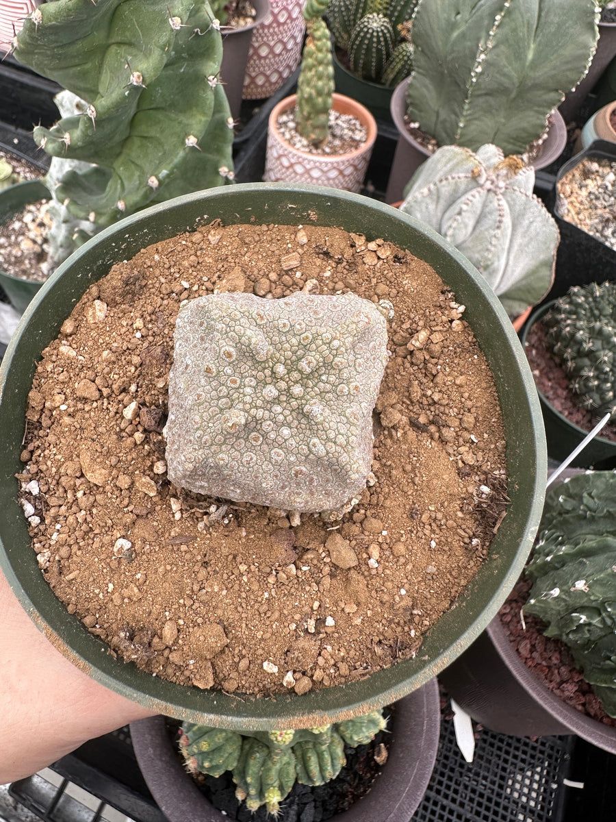 Rare Succulents - Pseudolithos Migiurtinus (1)