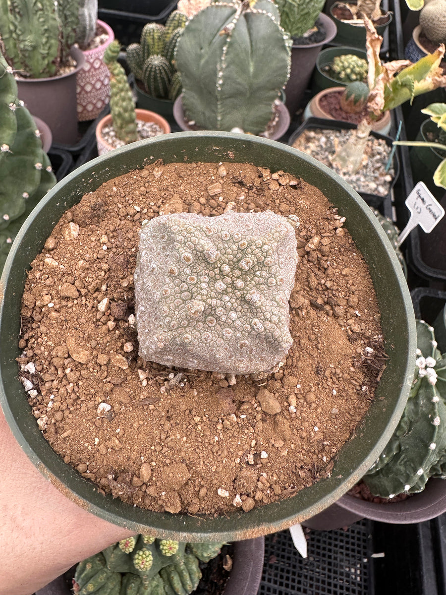 Rare Succulents - Pseudolithos Migiurtinus (1)