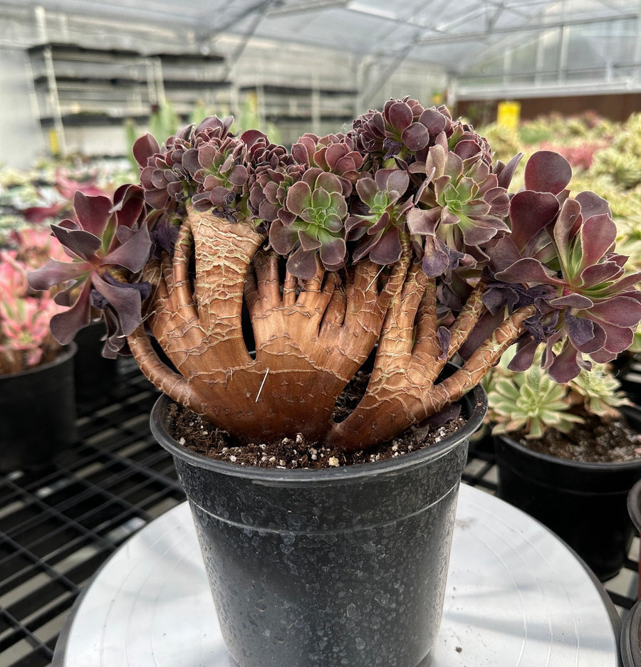 Rare Succulents - Aeonium Zwartkin Crested (3)