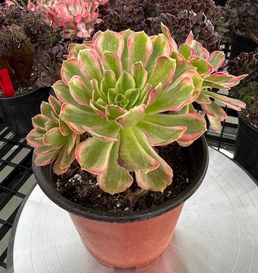 Rare Succulents - Aeonium Zwarkin variegated cluster (1)