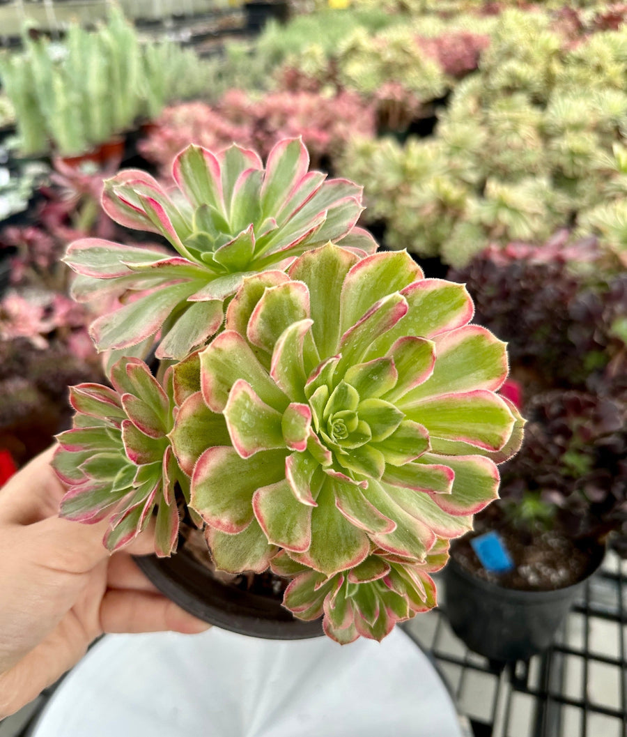 Rare Succulents - Aeonium Zwarkin variegated cluster (1)