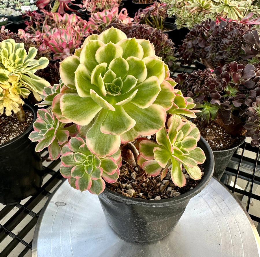 Rare Succulents - Aeonium Zwarkin variegated cluster (2)