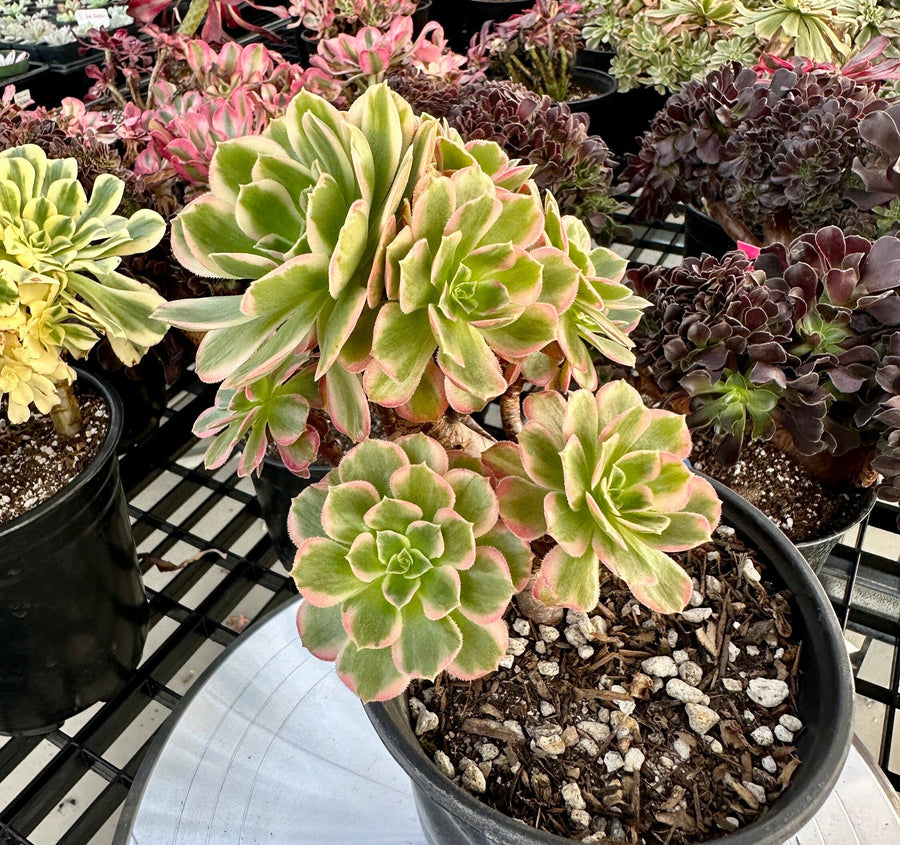 Rare Succulents - Aeonium Zwarkin variegated cluster (2)