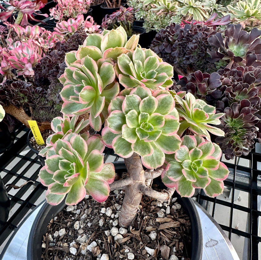 Rare Succulents - Aeonium Zwarkin variegated cluster (2)