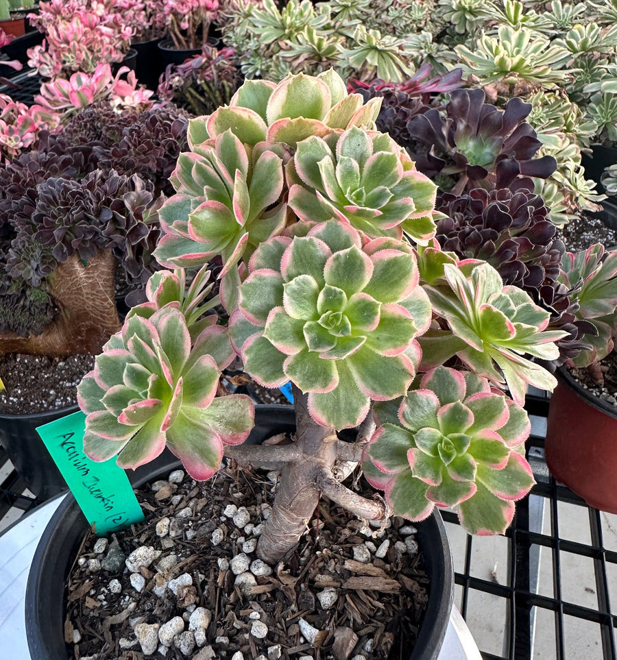 Rare Succulents - Aeonium Zwarkin variegated cluster (2)