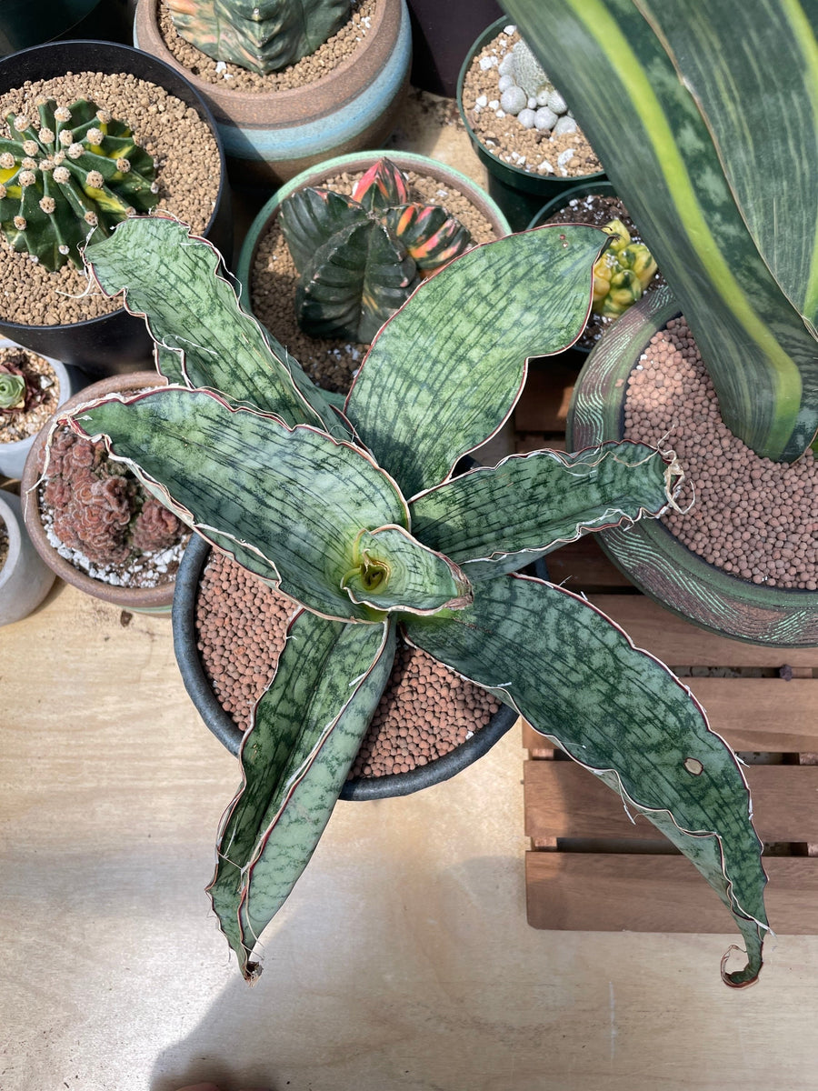 Rare Succulents - Sansevieria Blue Silver (8”-10”)