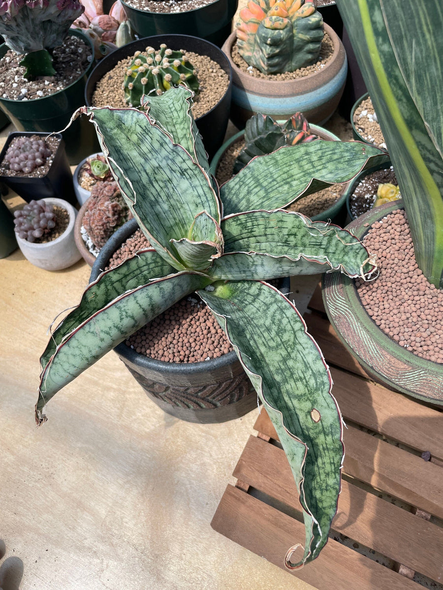 Rare Succulents - Sansevieria Blue Silver (8”-10”)