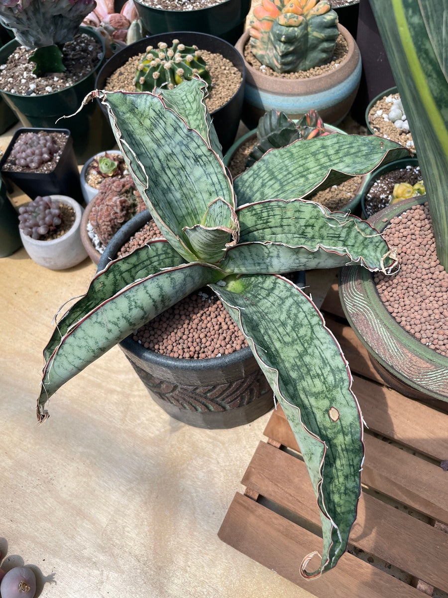 Rare Succulents - Sansevieria Blue Silver (8”-10”)