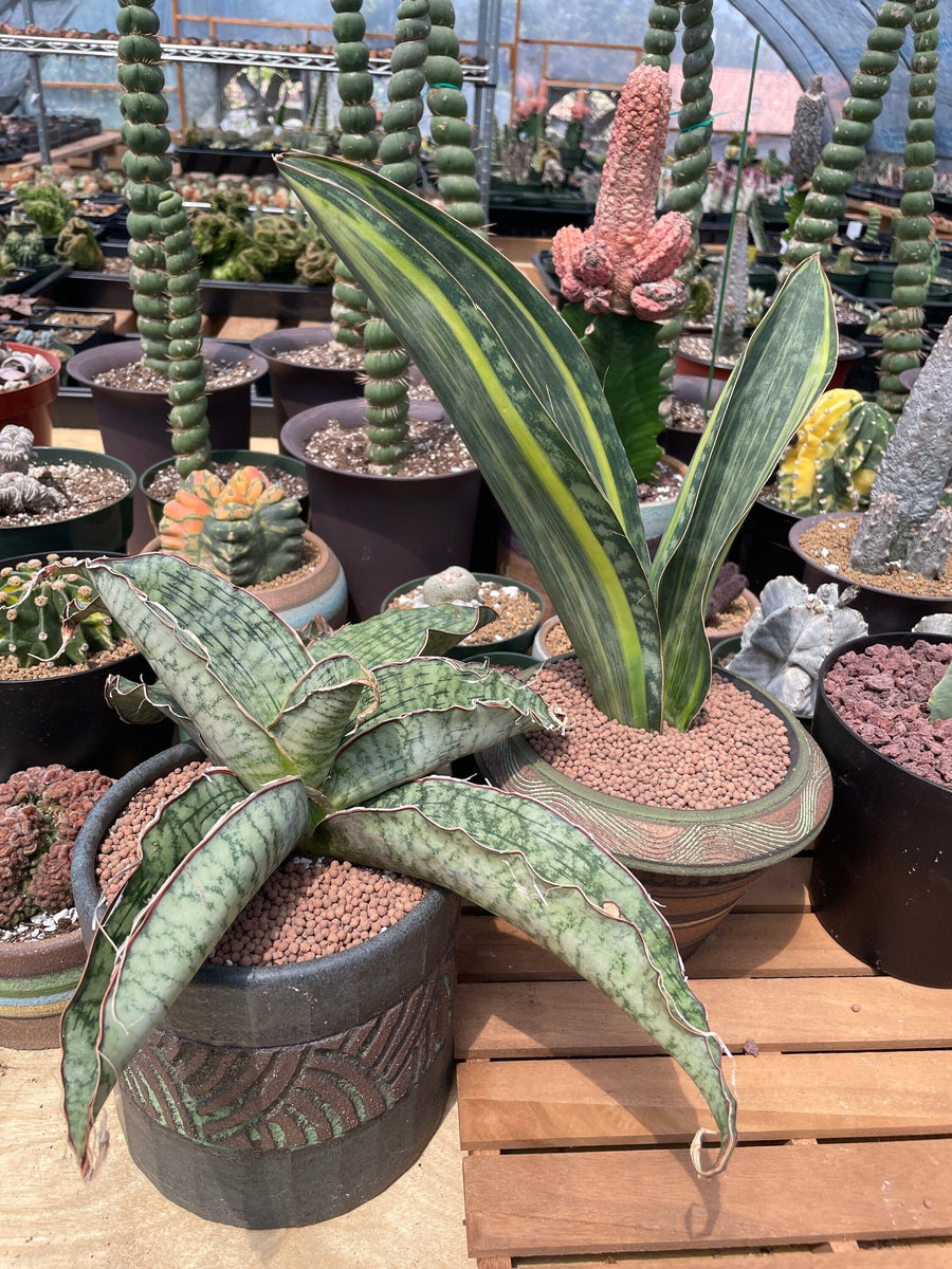 Rare Succulents - Sansevieria Blue Silver (8”-10”)