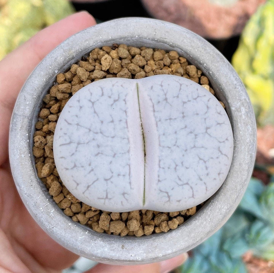 Rare Succulents - Lithops Pseudotruncatella large (1.2”)