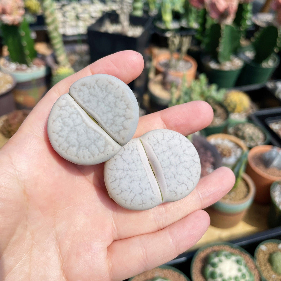 Rare Succulents - Lithops Pseudotruncatella large (1.2”)