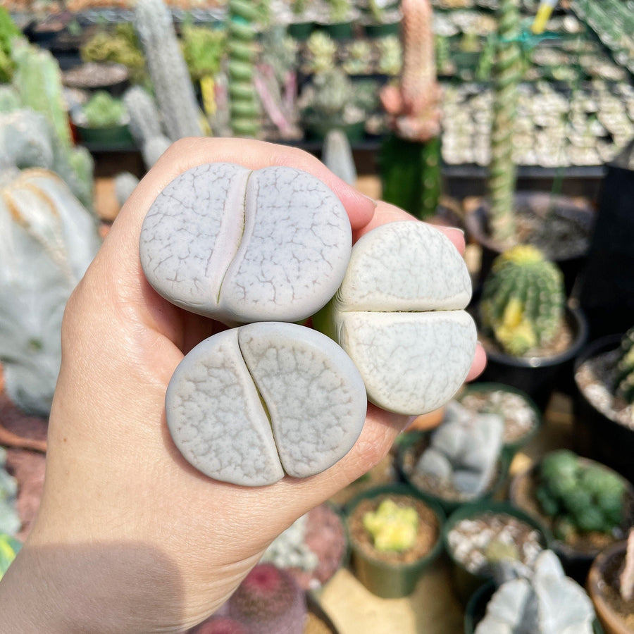 Rare Succulents - Lithops Pseudotruncatella large (1.2”)