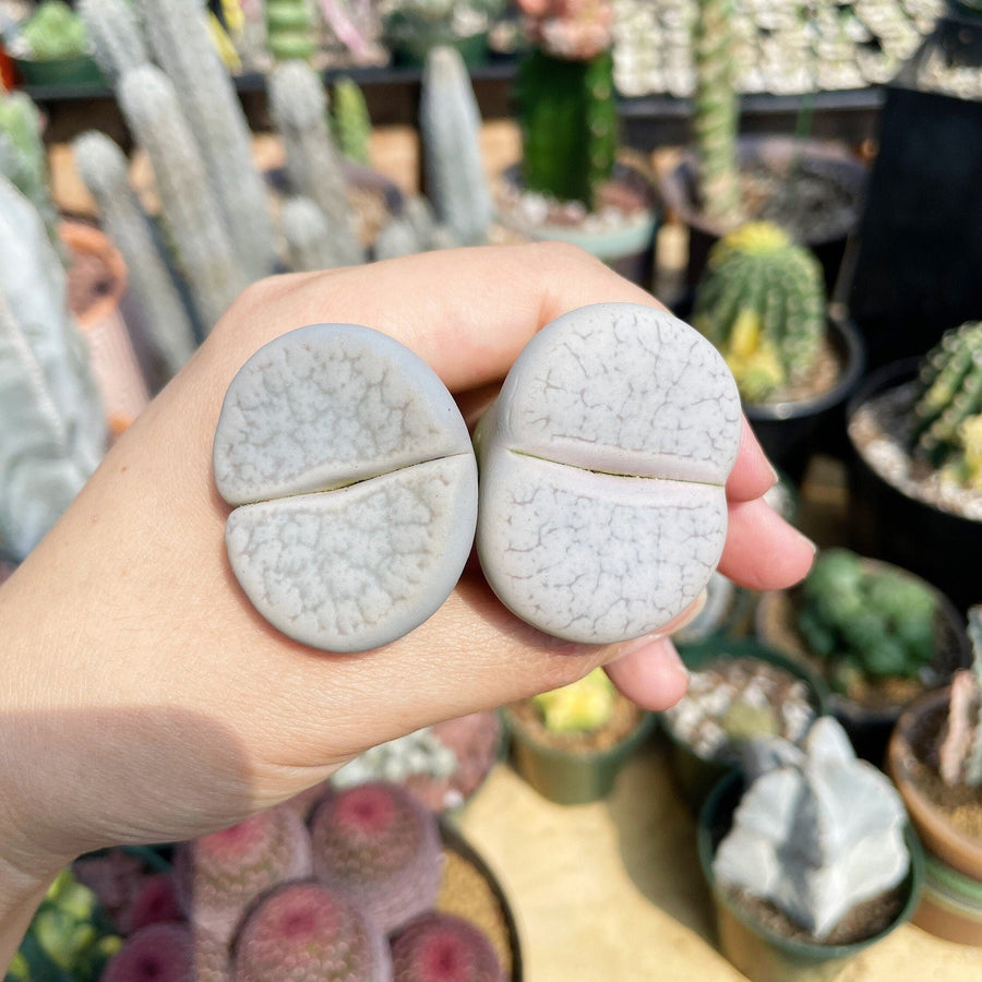 Rare Succulents - Lithops Pseudotruncatella large (1.2”)