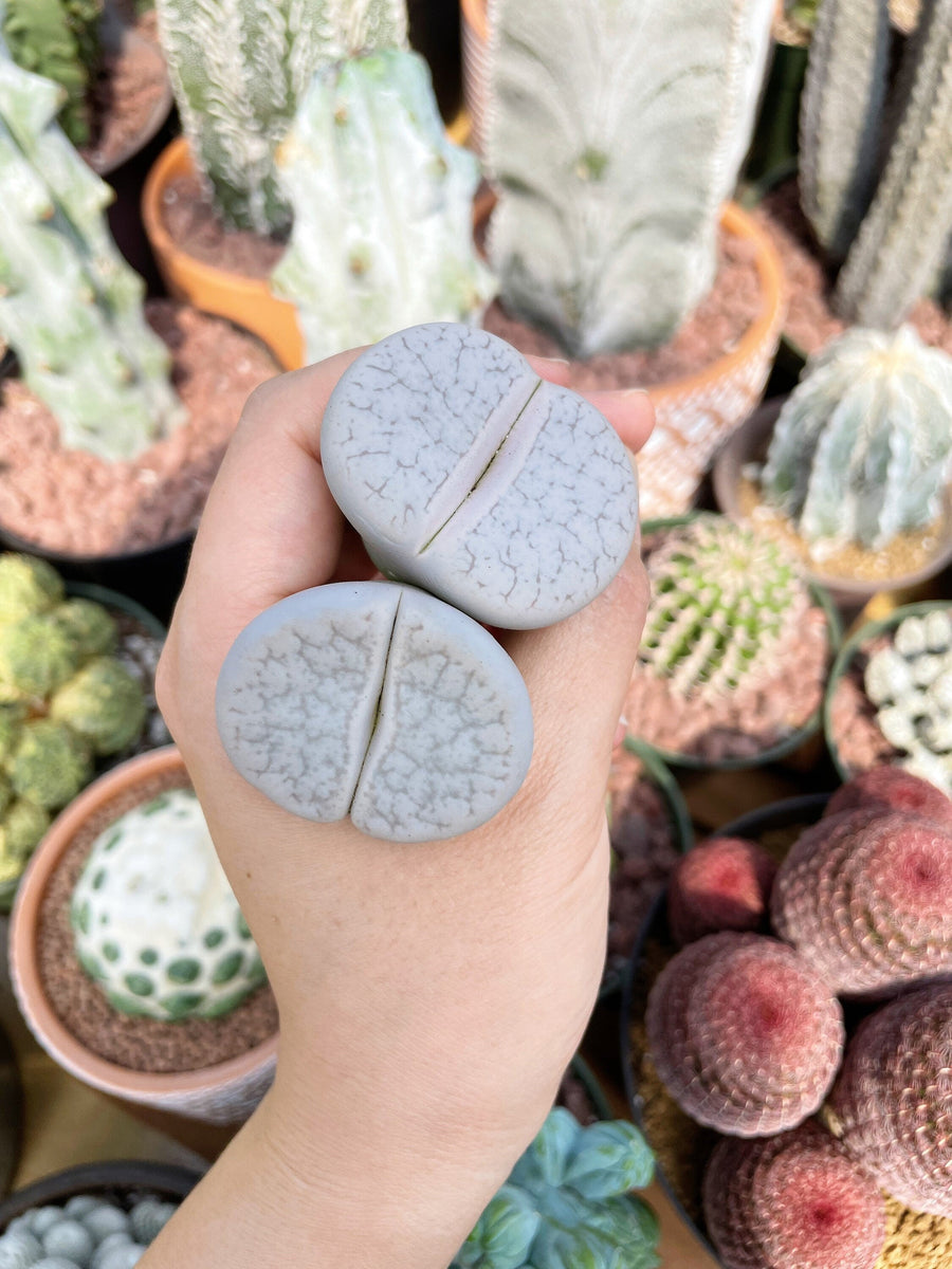 Rare Succulents - Lithops Pseudotruncatella large (1.2”)