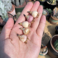 Rare Succulents - Hyacinthaceae Massonia pustulata (1 bulb, no leaves)