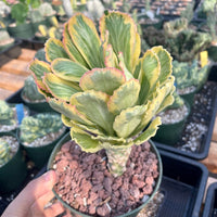 Rare Euphorbia - Euphorbia Poissonii Variegata (No Leaves)