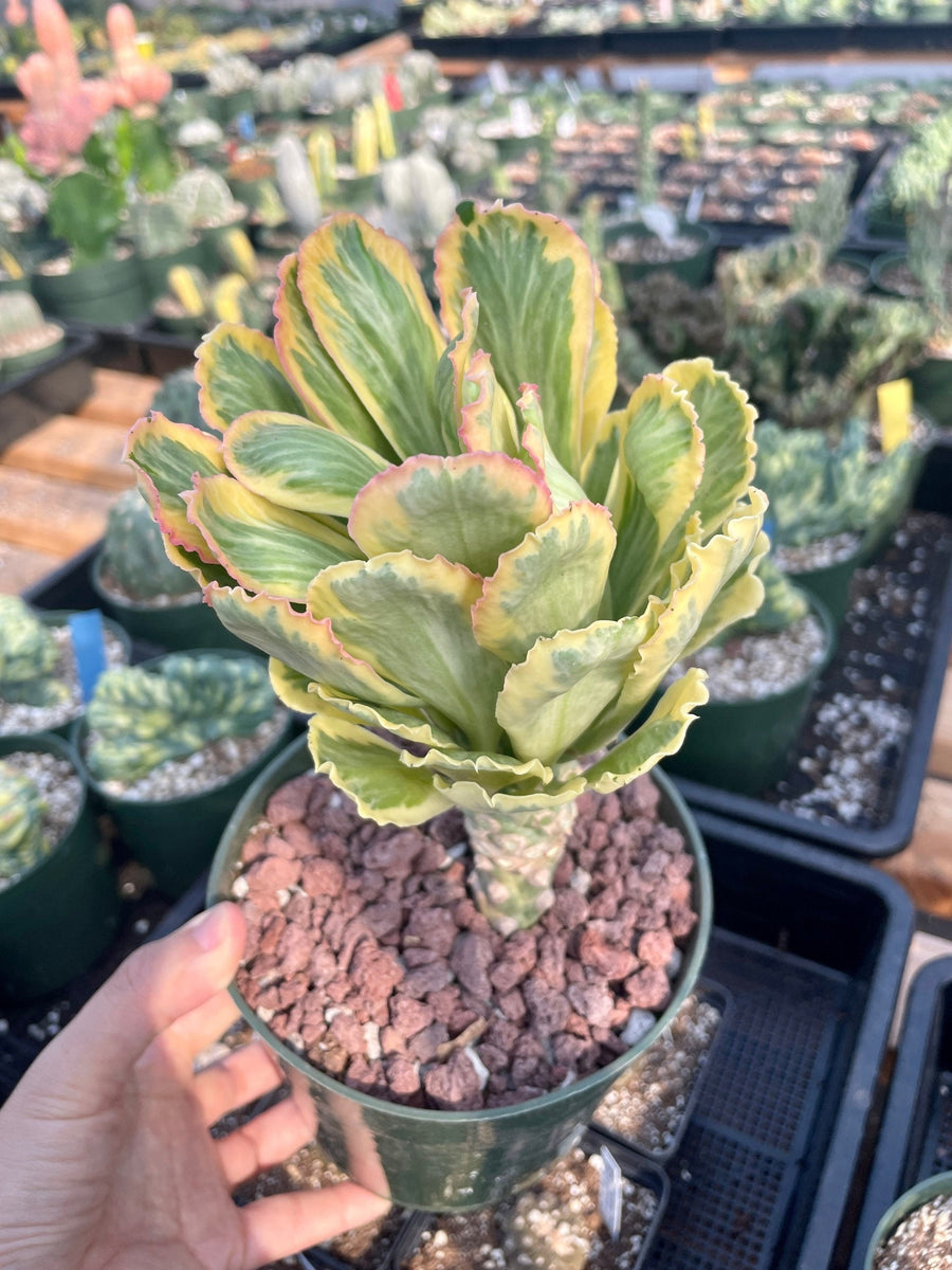 Rare Euphorbia - Euphorbia Poissonii Variegata (No Leaves)