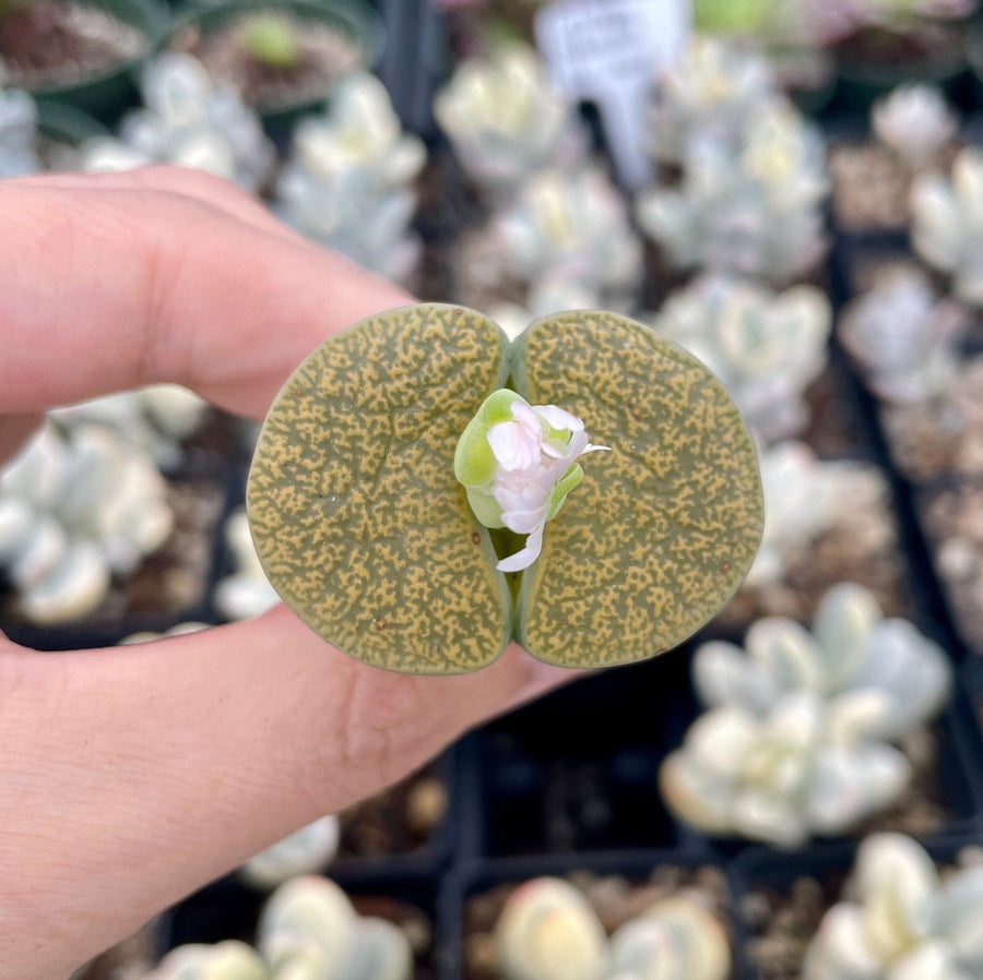 Rare Succulents - Lithops Lesliei vivid green large (1.2”-1.5”)