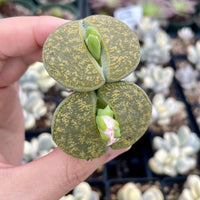 Rare Succulents - Lithops Lesliei vivid green large (1.2”-1.5”)