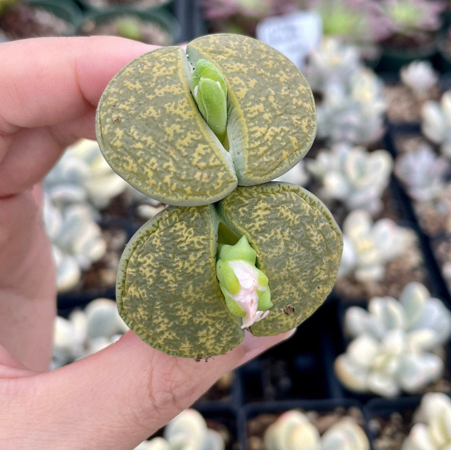 Rare Succulents - Lithops Lesliei vivid green large (1.2”-1.5”)