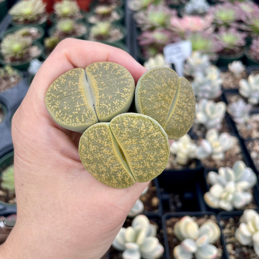 Rare Succulents - Lithops Lesliei vivid green large (1.2”-1.5”)