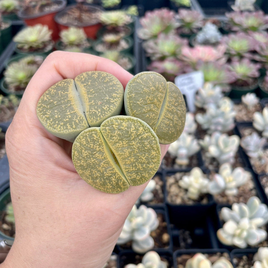 Rare Succulents - Lithops Lesliei vivid green large (1.2”-1.5”)