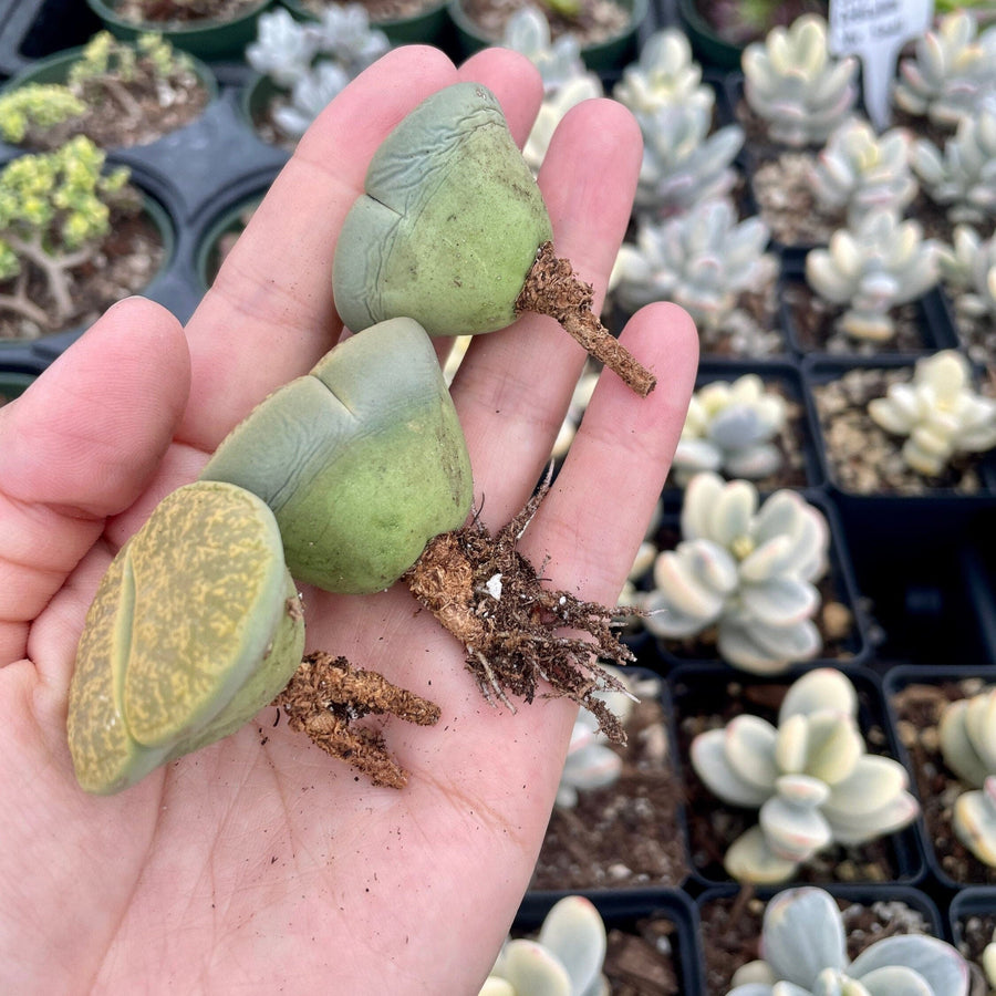 Rare Succulents - Lithops Lesliei vivid green large (1.2”-1.5”)