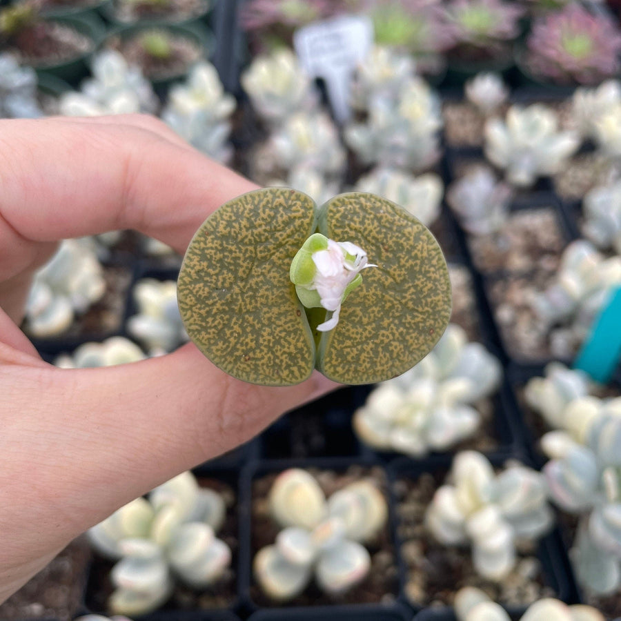 Rare Succulents - Lithops Lesliei vivid green large (1.2”-1.5”)