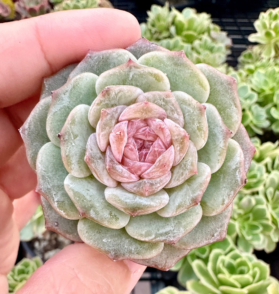 Rare Succulents - Echeveria Pink Lipstick (1.5”-2”)