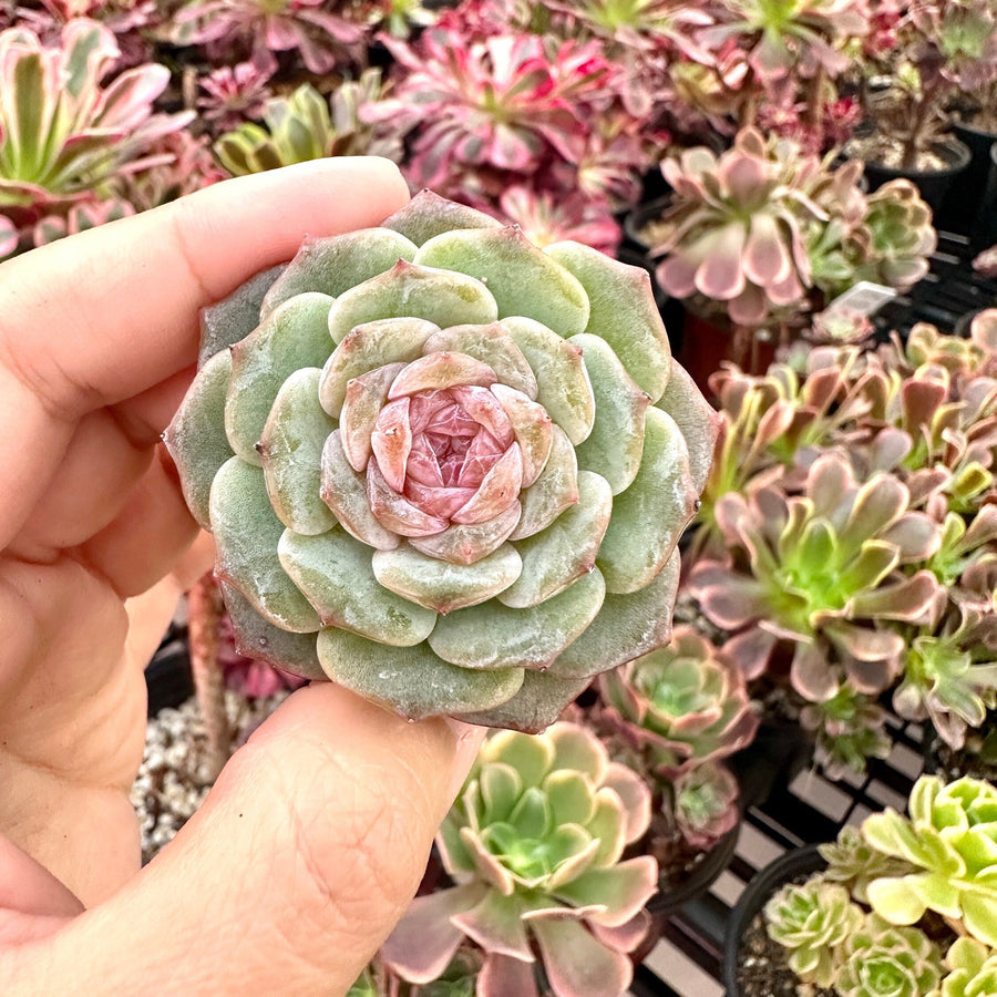 Rare Succulents - Echeveria Pink Lipstick (1.5”-2”)