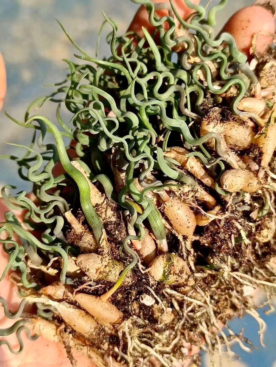 Trachyandra Tortilis (Budding Bulb 0.3”-0.4”), Rare Succulent, Live Caudex Plant, Curvy Leaves