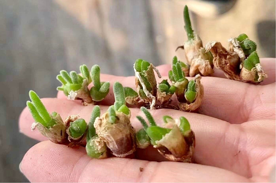 Monilaria Obconica (Budding Bulb), Rare Succulents, Live Plant, Bunny Fuzzy Green