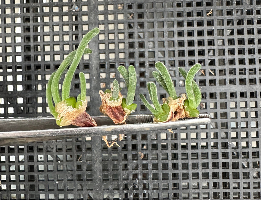 Monilaria Obconica (Budding Bulb), Rare Succulents, Live Plant, Bunny Fuzzy Green