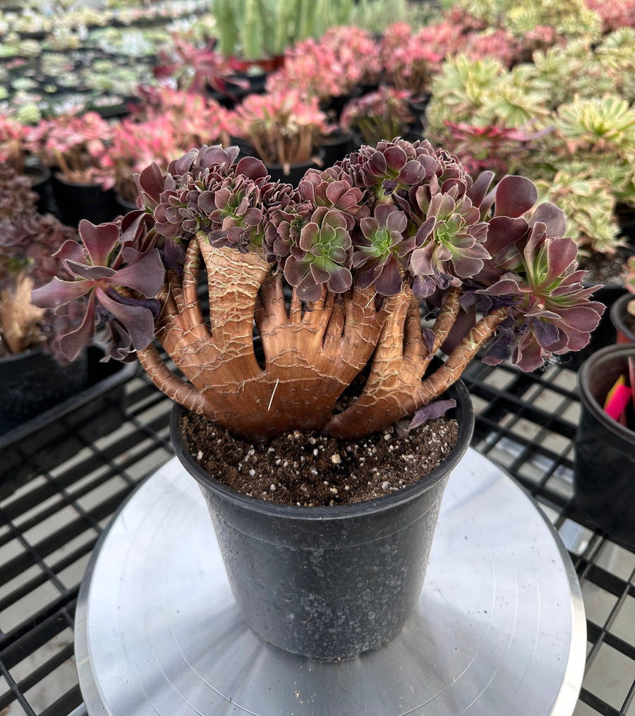 Rare Succulents - Aeonium Zwartkin Crested (3)