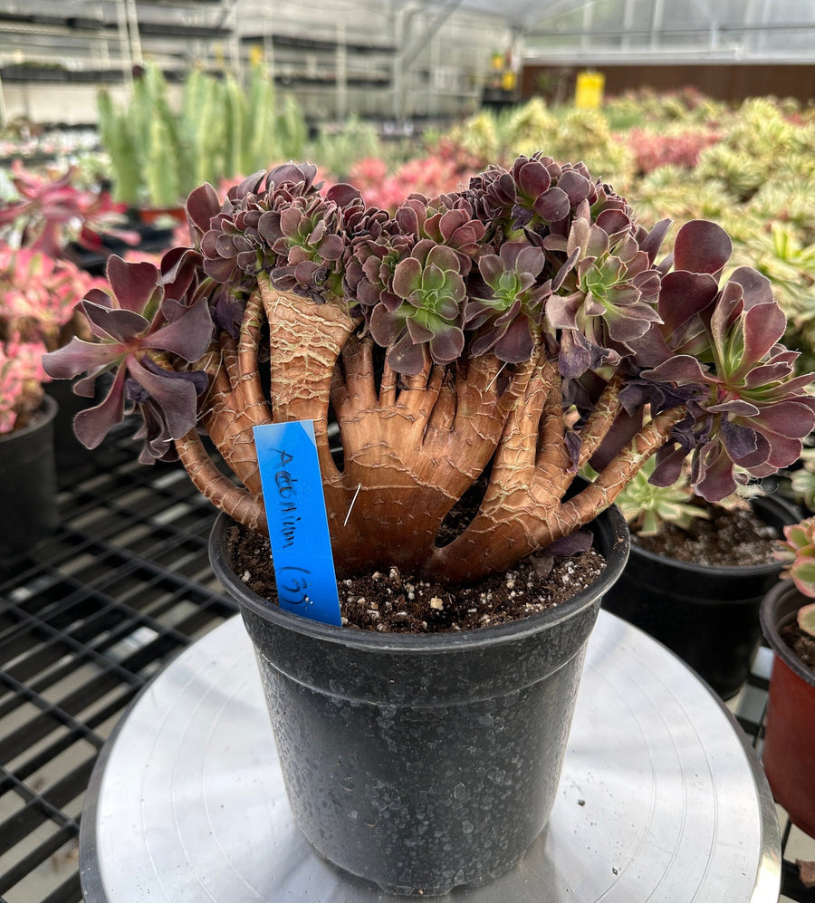 Rare Succulents - Aeonium Zwartkin Crested (3)