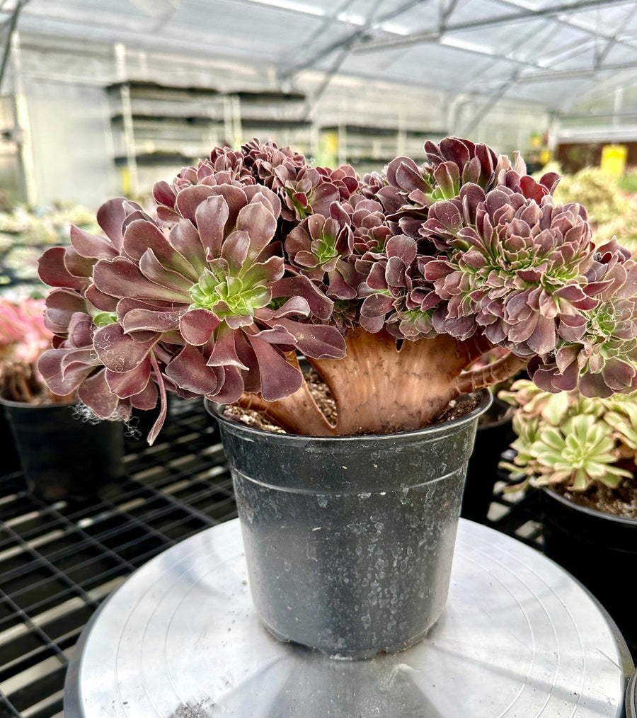 Rare Succulents - Aeonium Zwartkin Crested (3)