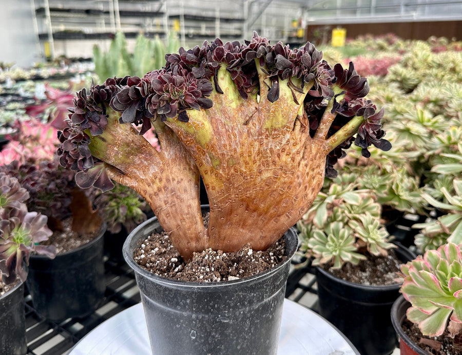 Rare Succulents - Aeonium Zwartkin Crested (6)