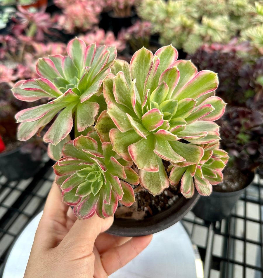 Rare Succulents - Aeonium Zwarkin variegated cluster (1)