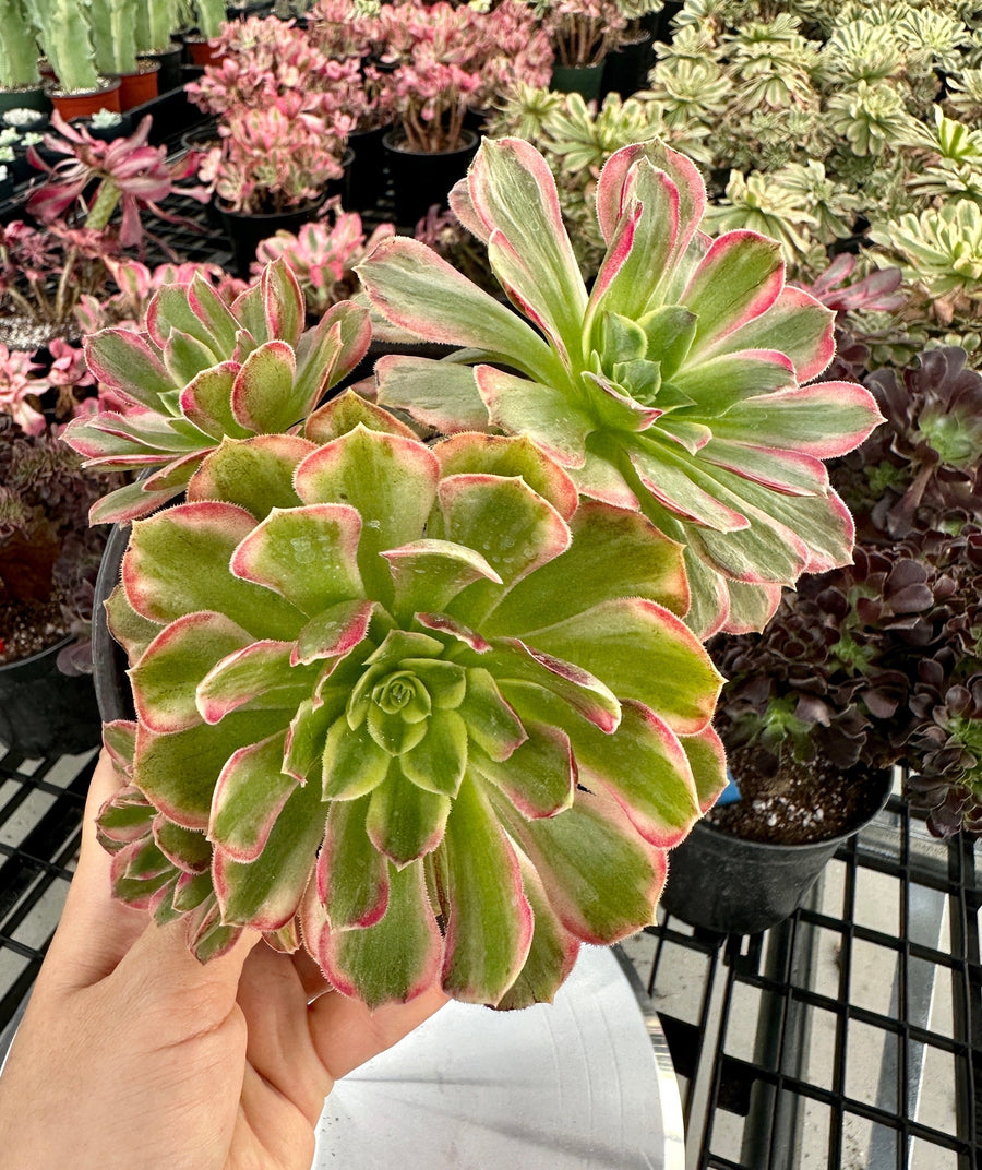 Rare Succulents - Aeonium Zwarkin variegated cluster (1)