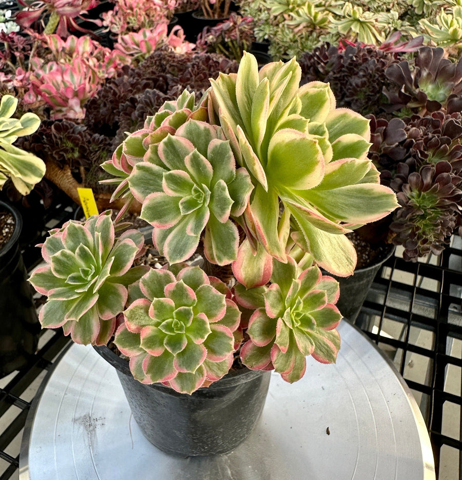 Rare Succulents - Aeonium Zwarkin variegated cluster (2)