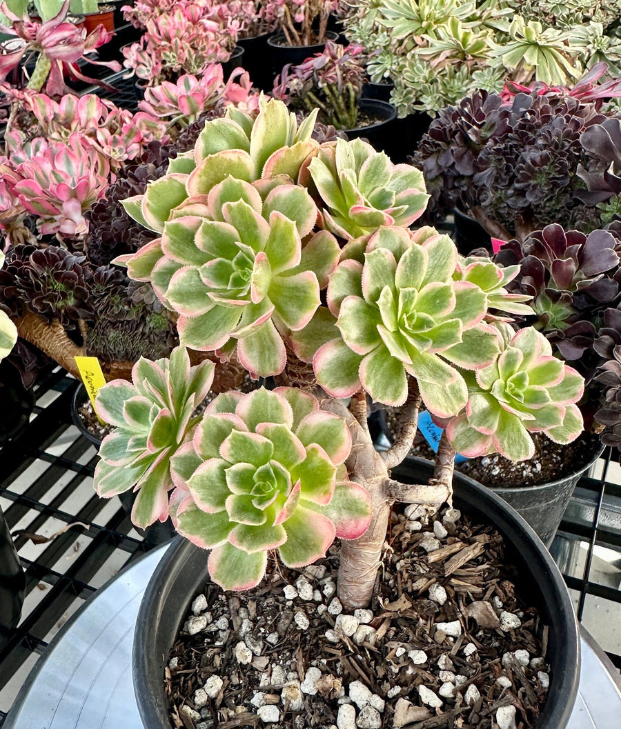 Rare Succulents - Aeonium Zwarkin variegated cluster (2)