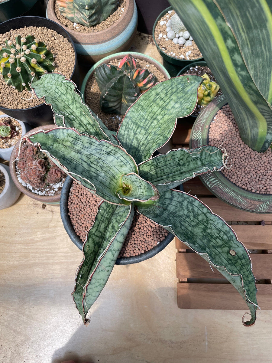 Rare Succulents - Sansevieria Blue Silver (8”-10”)